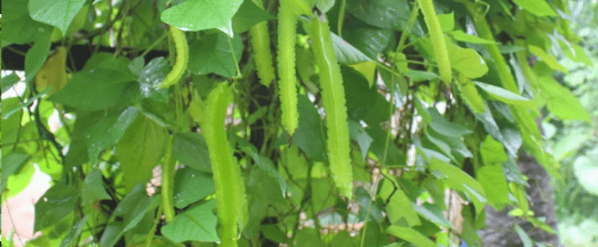 whats-the-best-time-to-grow-winged-bean.png