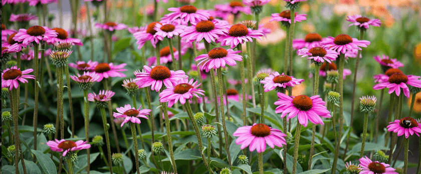 common-problems-with-echinacea.png