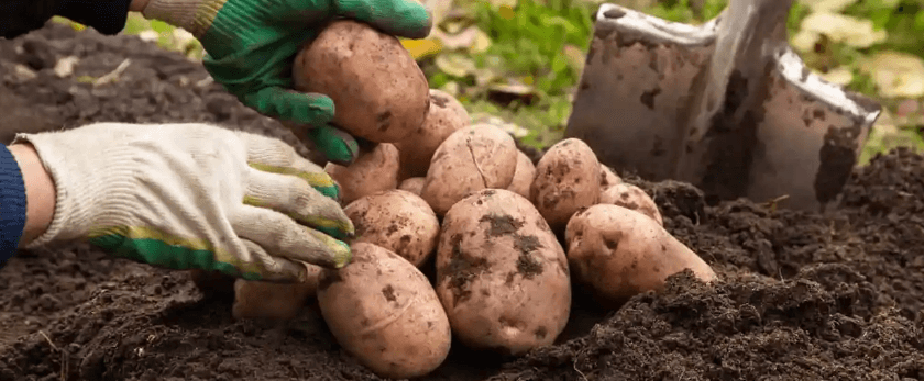 caring-for-your-potatoe-plants.png