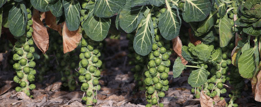 what-is-the-best-time-to-grow-brussels-sprouts.png