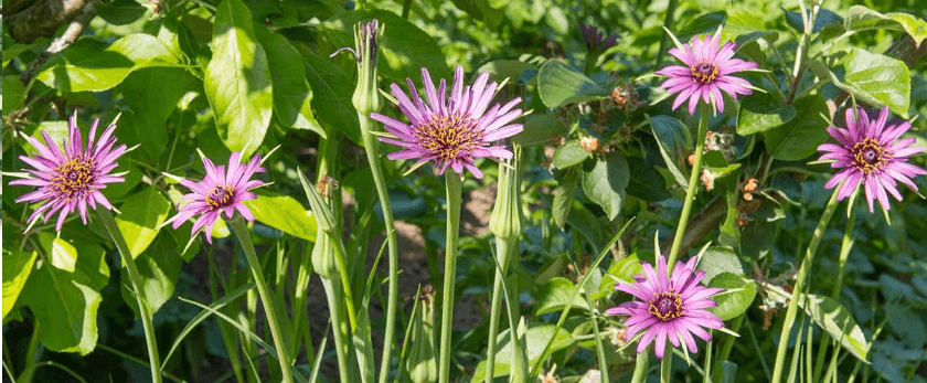 how-to-care-for-salsify.png