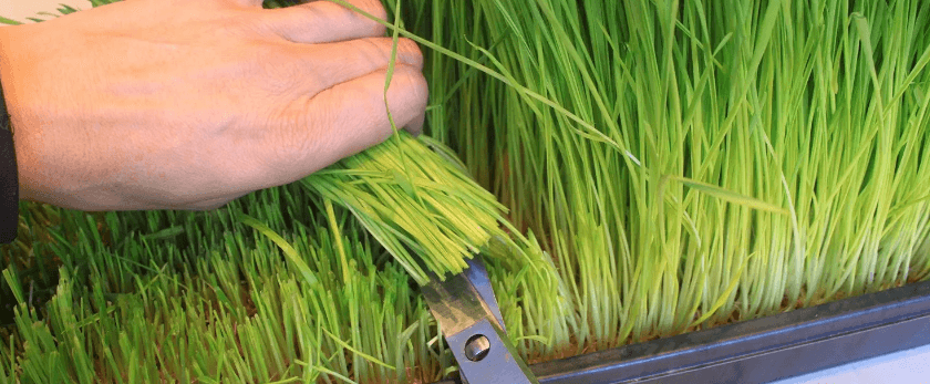 harvesting-and-using-wheatgrass.png