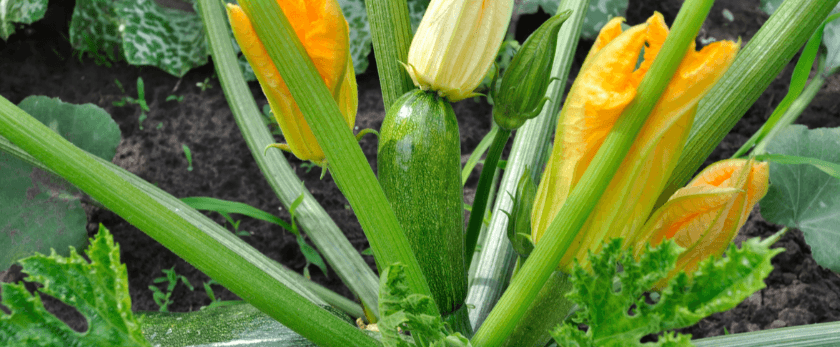 how-to-care-for-zucchini.png