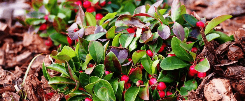 common-problems-with-wintergreen.png