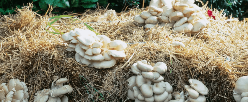 common-problems-with-growing-mushrooms.png