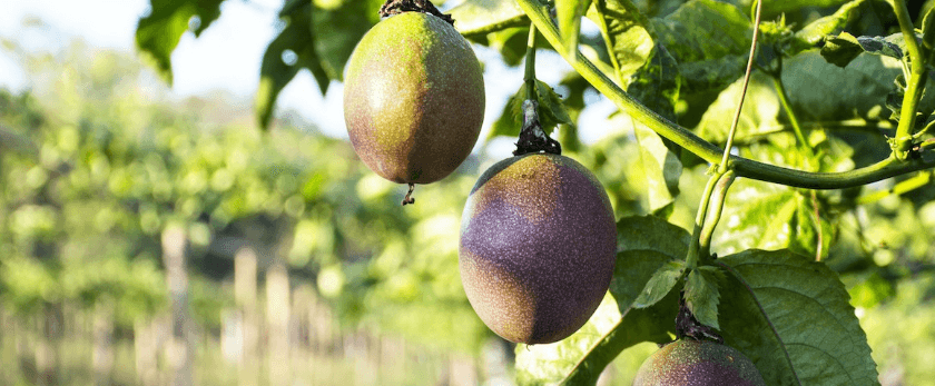 what-is-the-best-time-to-grow-passion-fruit.png