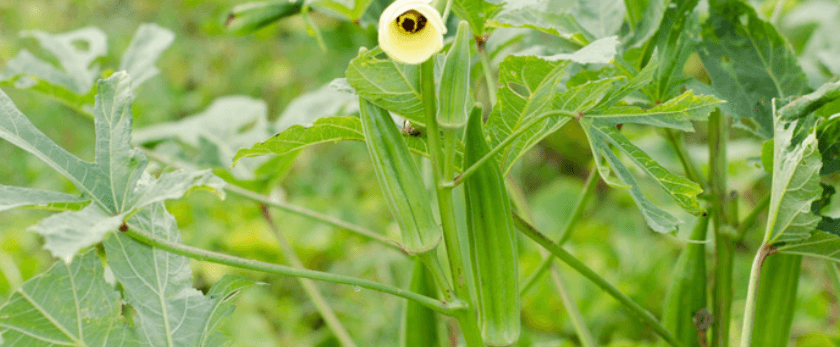 what-is-the-best-time-to-grow-okra.png