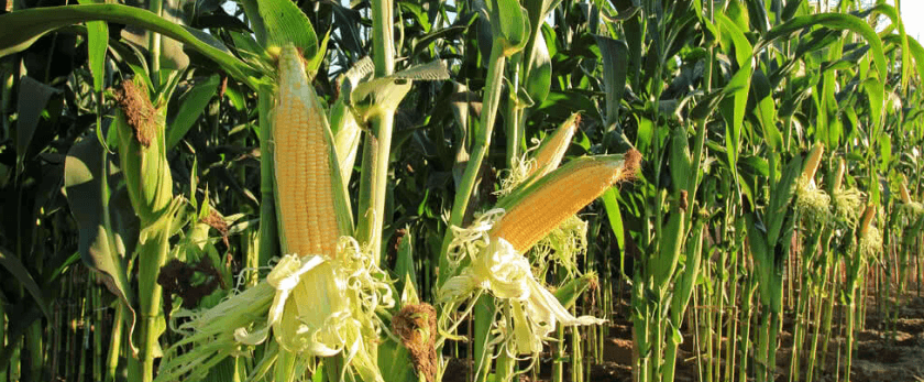 best-time-to-grow-sweet-corn.png