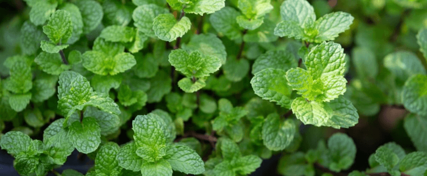 what-is-the-best-time-to-grow-mint.png
