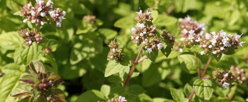 best-time-to-grow-marjoram.png
