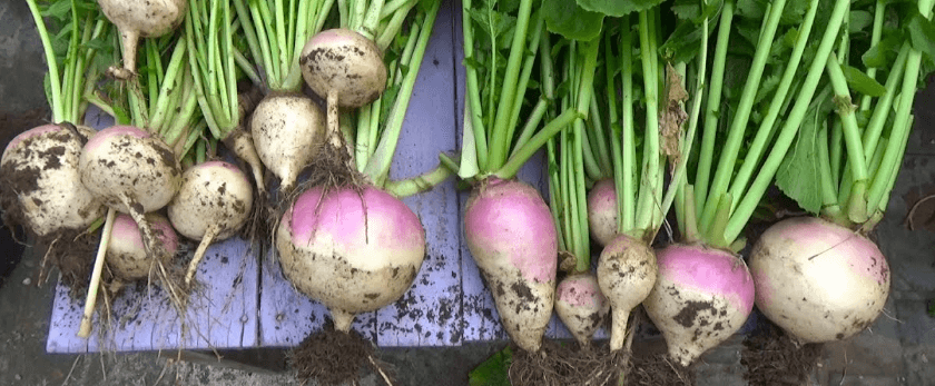 how-to-care-for-turnips.png