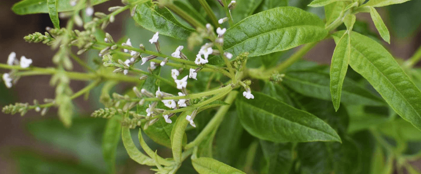 what-is-the-best-time-to-grow-lemon-verbena.png