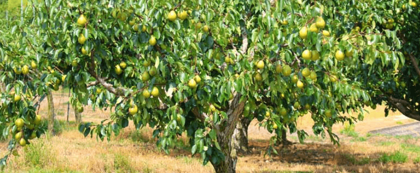 how-to-care-for-pear-trees.png