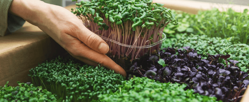 how-to-care-for-microgreens.png