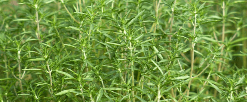 what-is-the-best-time-to-grow-summer-savory.png