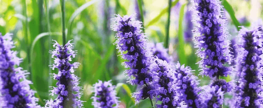 best-time-to-grow-hyssop.png
