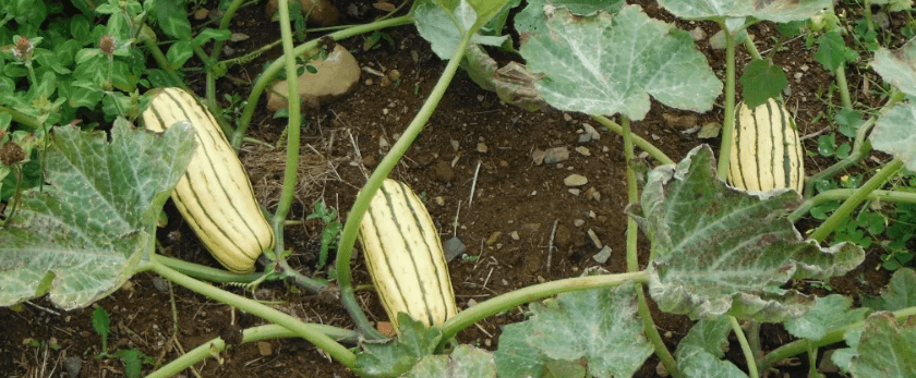 how-to-care-for-delicata-squash.png