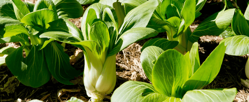 what-is-the-best-time-to-grow-bok-choy.png