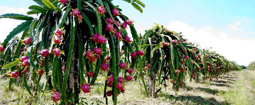 best-time-to-grow-dragon-fruit.png