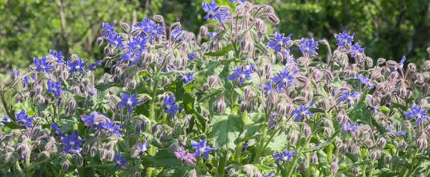 common-problems-with-borage.png