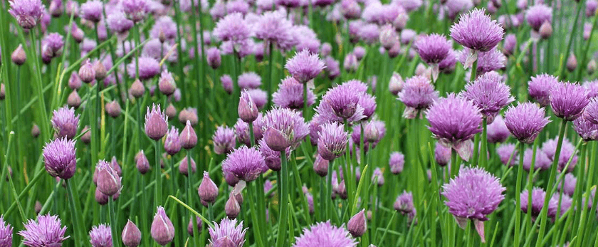 what-is-the-best-time-to-grow-chives.png