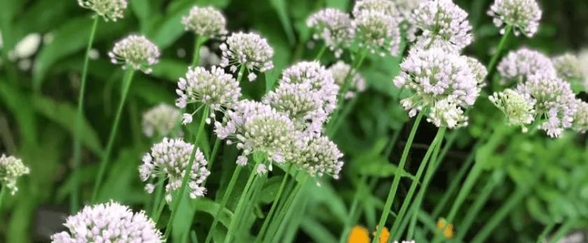 whats-the-best-time-to-grow-garlic-chives.png