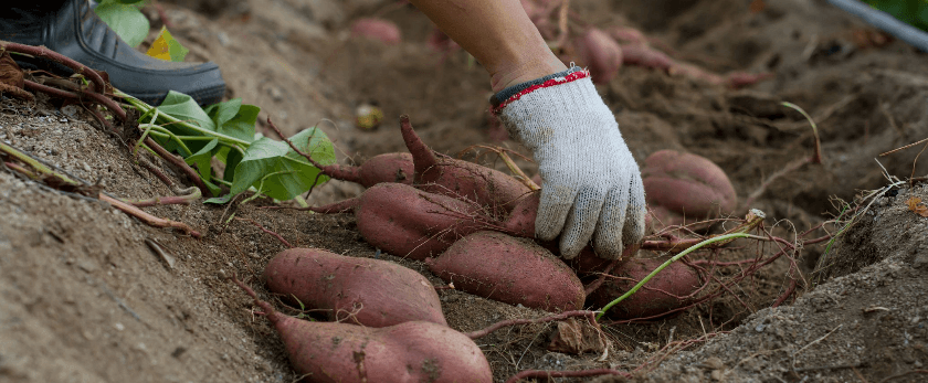 caring-for-sweet-potatoes.png