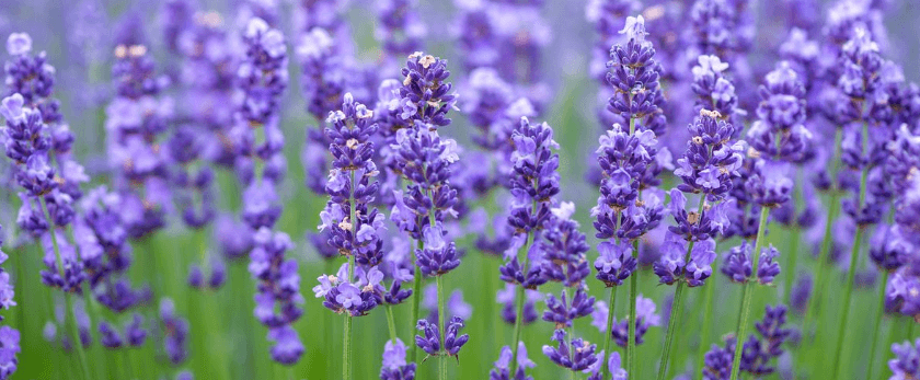 caring-for-lavender.png