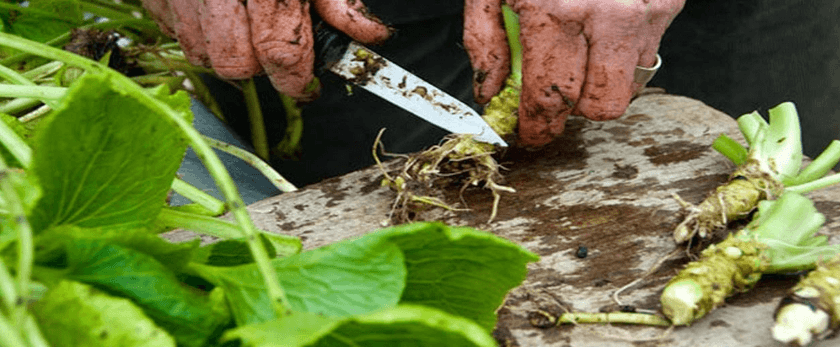 what-is-the-best-time-to-grow-wasabi.png