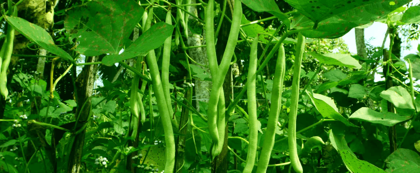 what-is-the-best-time-to-grow-green-beans.png