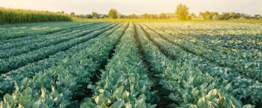 what-is-the-best-time-to-grow-cauliflower.png