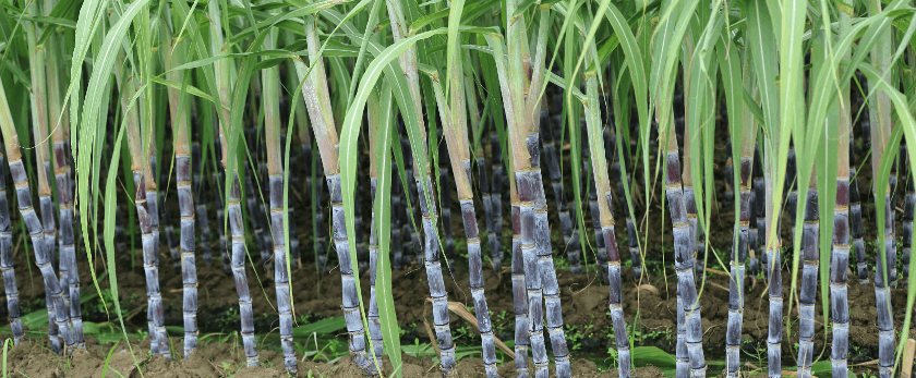 common-problems-with-growing-sugar-cane.png