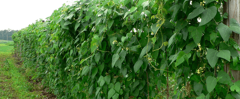 what-is-the-best-time-to-grow-lima-beans.png