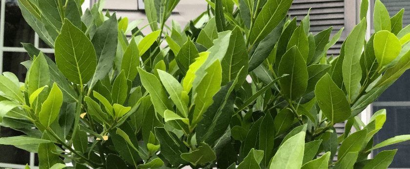 how-to-care-for-bay-leaves.png