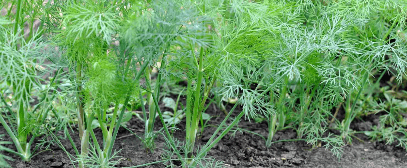 what-is-the-best-time-to-grow-dill.png