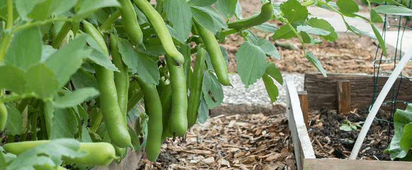 common-problems-with-growing-fava-beans.png