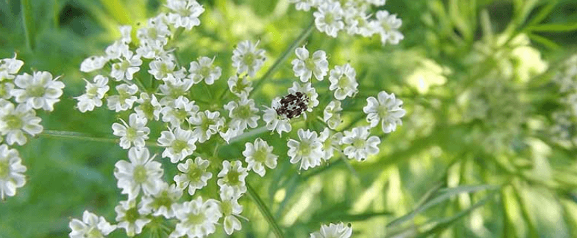 what-is-the-best-time-to-grow-cumin.png