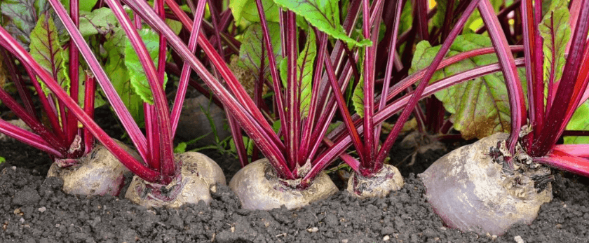 what-is-the-best-time-to-grow-beets.png