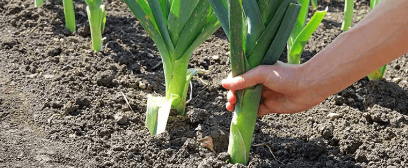how-to-care-for-leeks.png