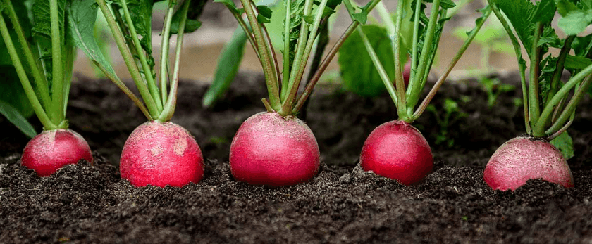 what-is-the-best-time-to-grow-radishes.png