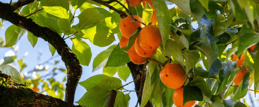 how-to-care-for-persimmon-trees.png