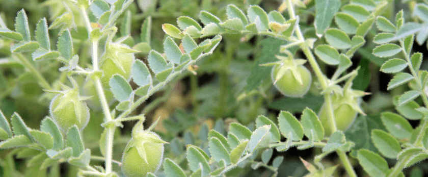 what-is-the-best-time-to-grow-lentils.png