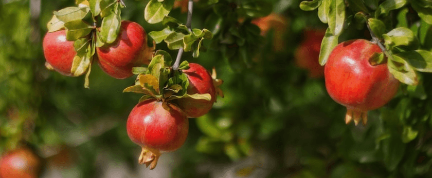 how-to-care-for-pomegranate-trees.png