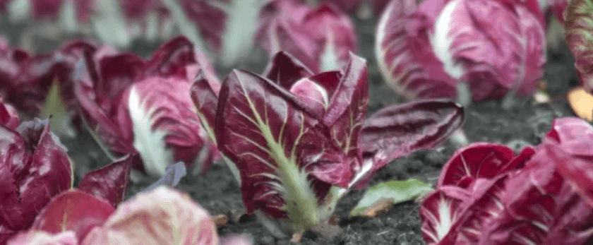 what-is-the-best-time-to-grow-radicchio.png