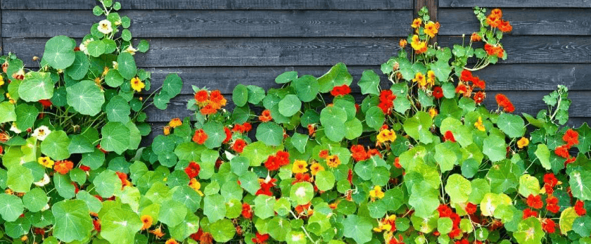 best-time-to-grow-nasturtiums.png