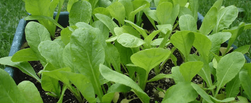best-time-to-grow-mustard-greens.png