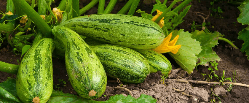 best-time-to-grow-squash.png