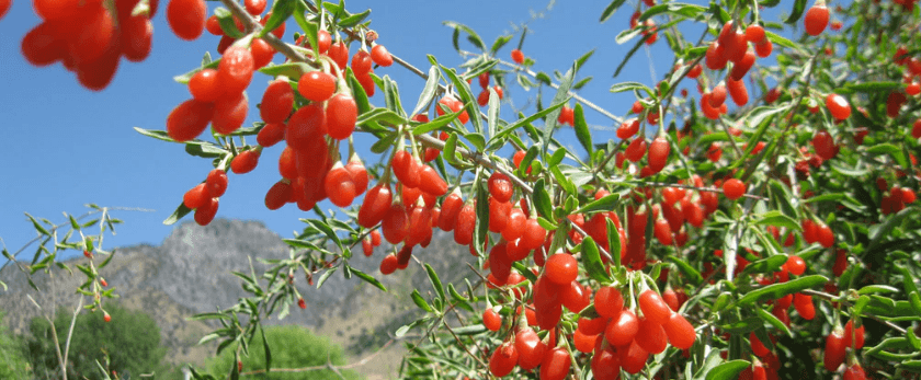 what-is-the-best-time-to-grow-goji-berries.png