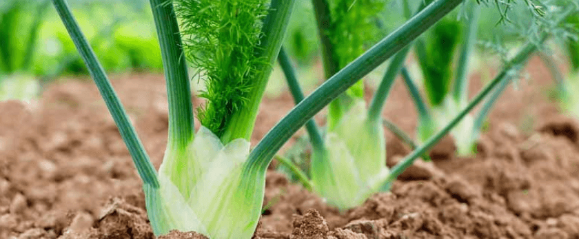 choosing-the-right-time-to-grow-fennel.png