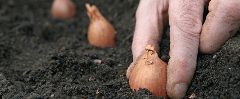 what-is-the-best-time-to-grow-shallots.png